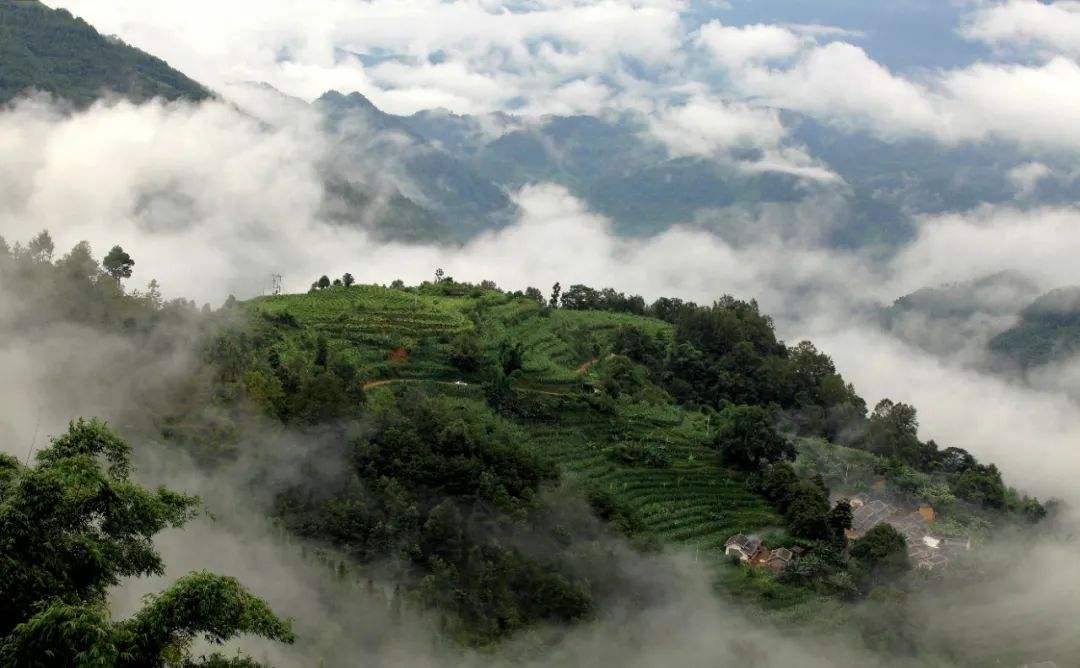 2022年鎮(zhèn)沅千家寨古樹普洱茶的傳說(shuō)