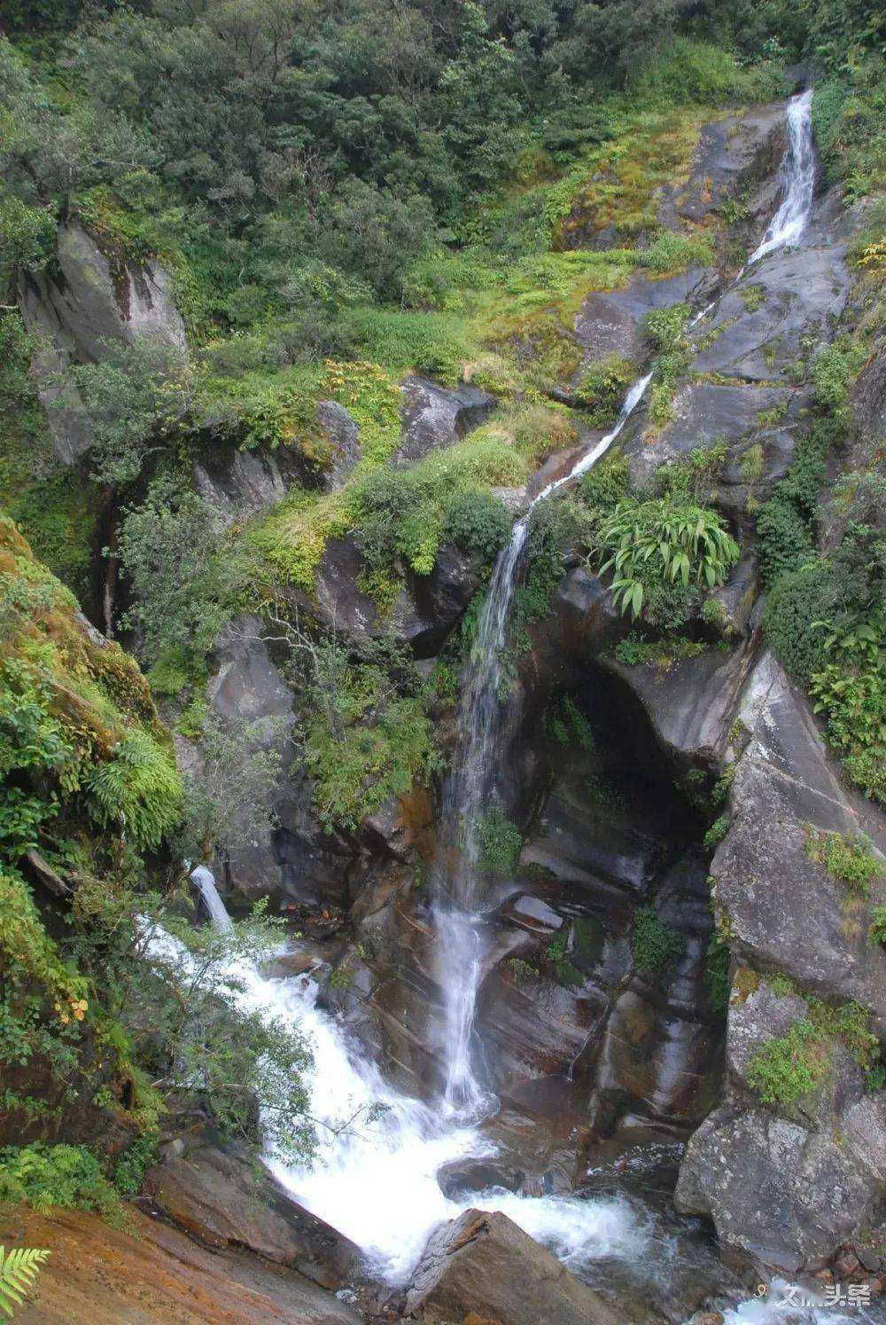 2022年鎮(zhèn)沅千家寨古樹春茶特點？