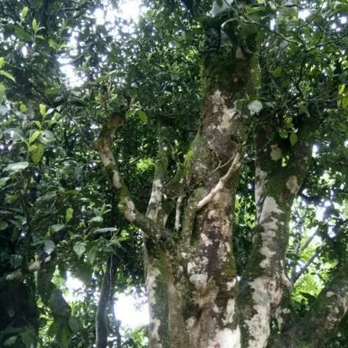 2022年鎮(zhèn)沅千家寨古樹春茶口感？