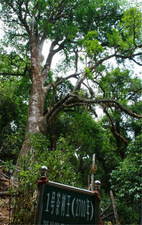 2022年鎮(zhèn)沅千家寨古樹春茶價格？