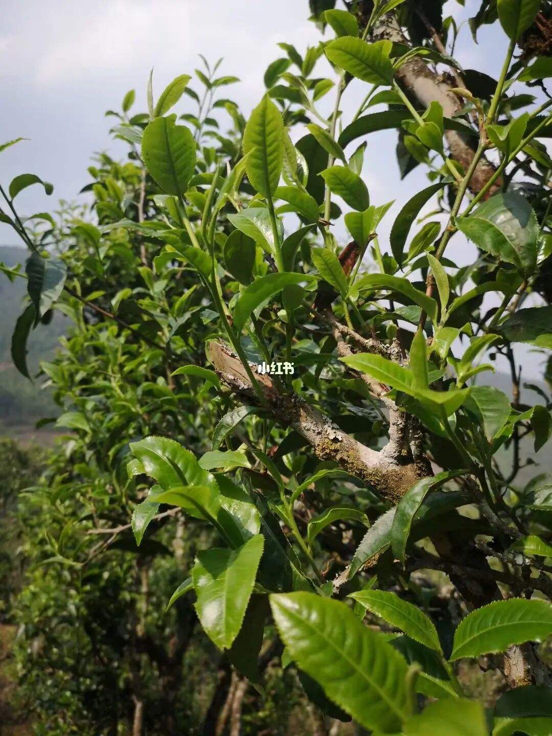 2022年寧洱擺尾箐古樹春茶口感？