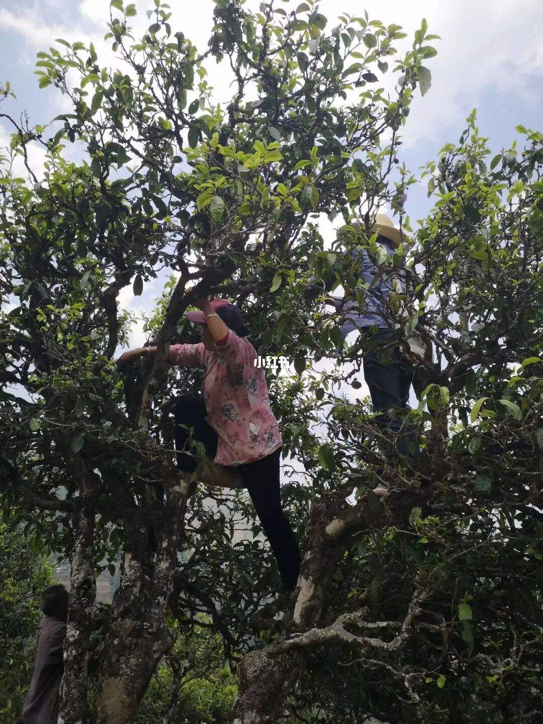 2022年寧洱擺尾箐古樹(shù)春茶特點(diǎn)？