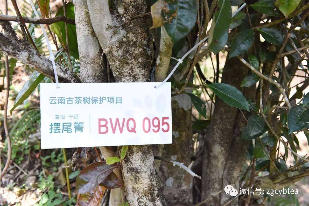 2022寧洱擺尾箐古樹(shù)春茶多少錢一公斤？