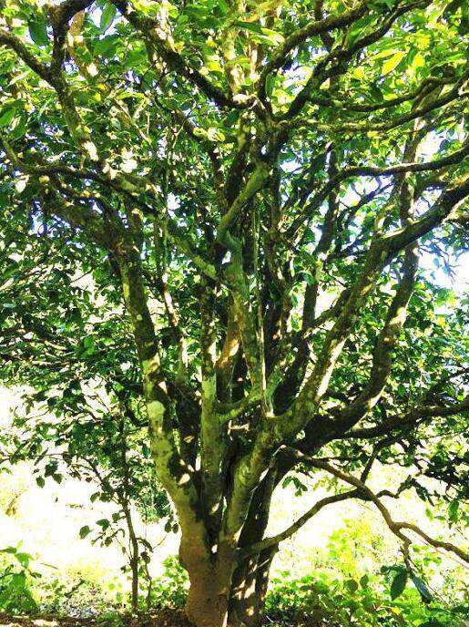 2022年這個春天，回到家鄉(xiāng)擺尾箐，與家人一起用心制茶！