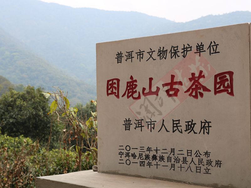 2022年困鹿山古樹(shù)春茶多少錢一公斤？