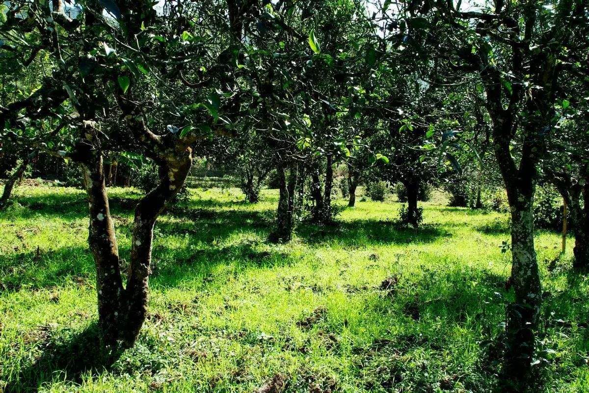 2022年困鹿山古樹春茶價(jià)格？