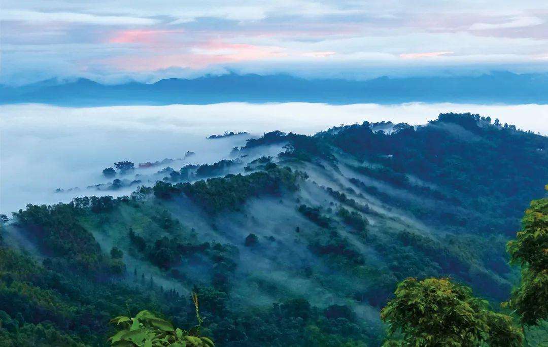 2022年景邁山古茶林為什么可以申遺？