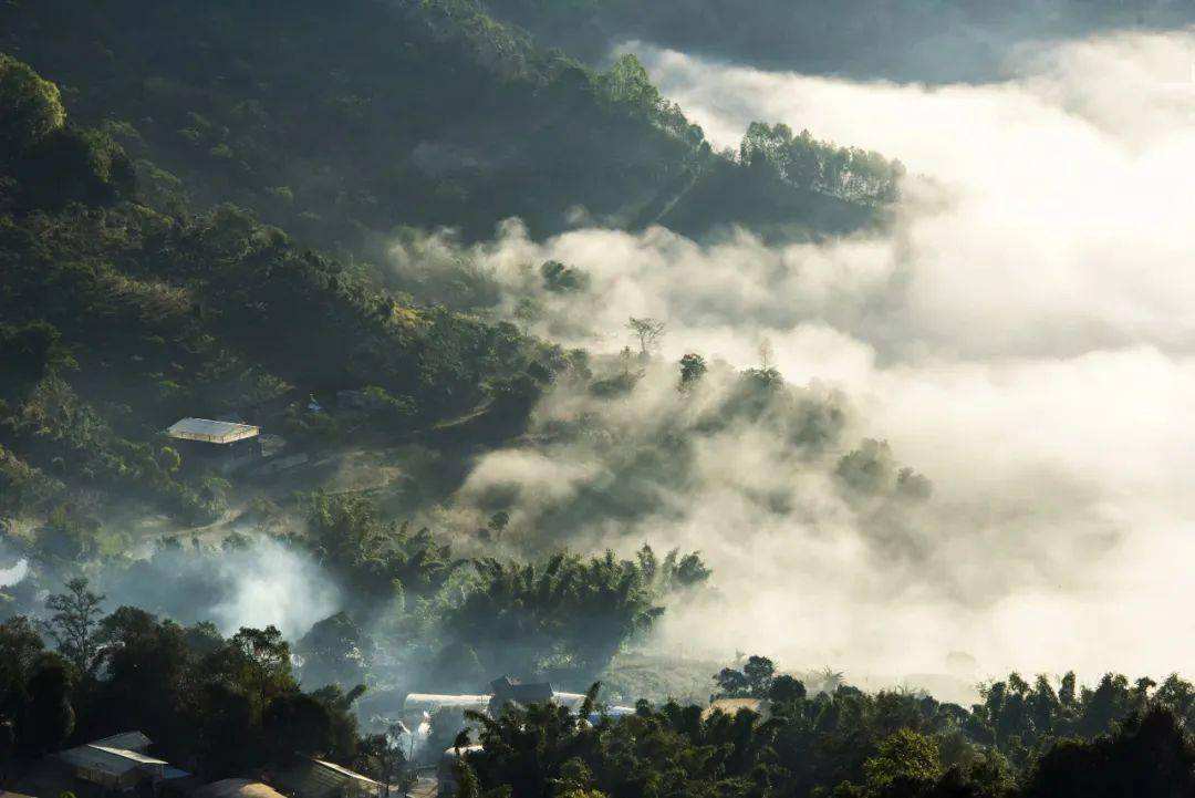 2022景邁山古樹(shù)春茶價(jià)格？