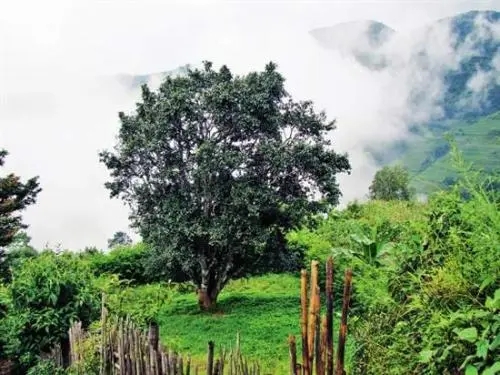 2022年邦威古樹春茶口感是什么？