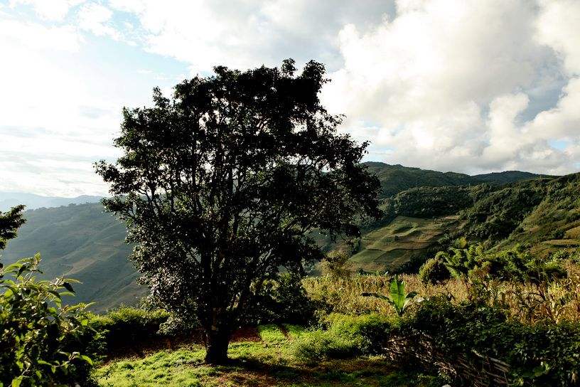 2022年邦崴古樹春茶特點？