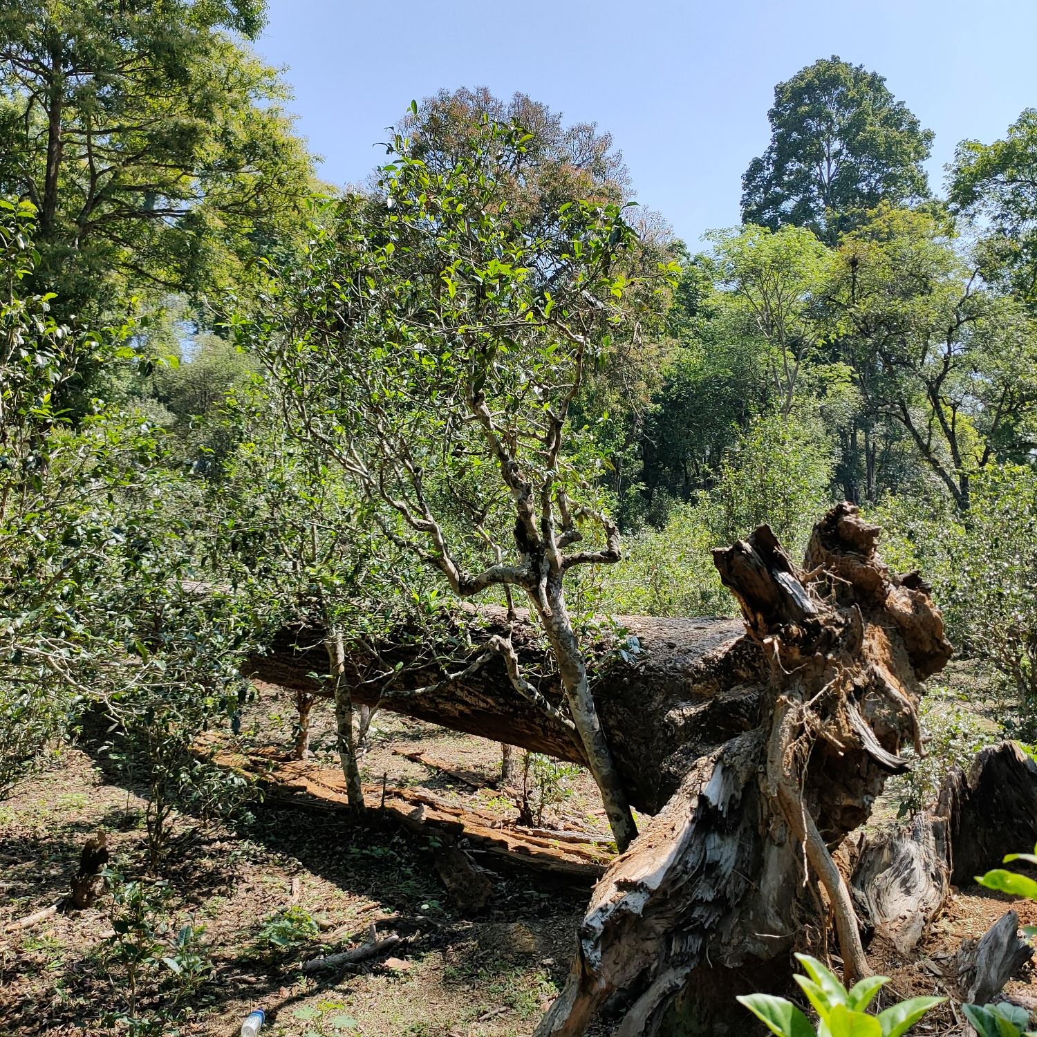 2022麻黑古樹春茶口感？