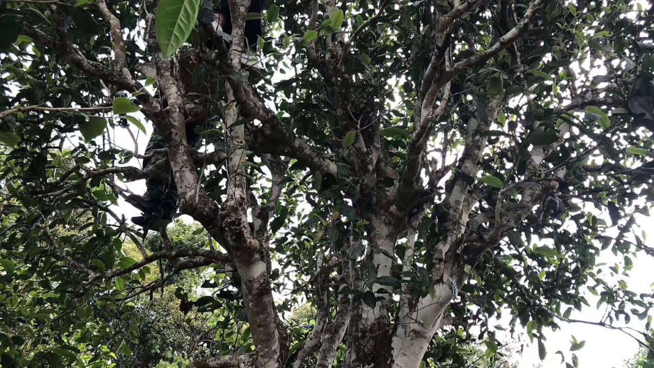 2022年麻黑古樹春茶價格？