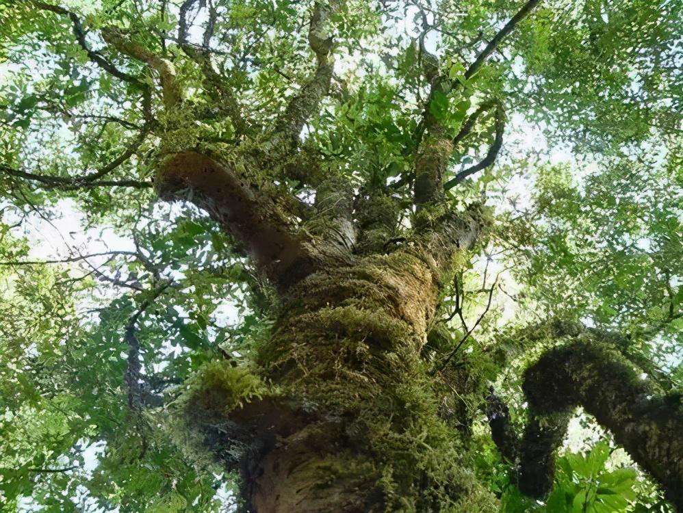 2022年落水洞古樹(shù)春茶特點(diǎn)？