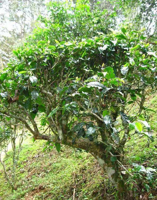 2022年落水洞古樹春茶——盞盛琥珀光，柔甜入人心