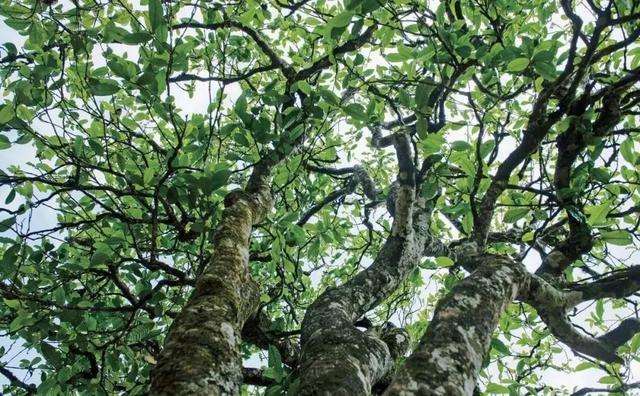 2022年落水洞古樹(shù)春茶多少錢(qián)一公斤？