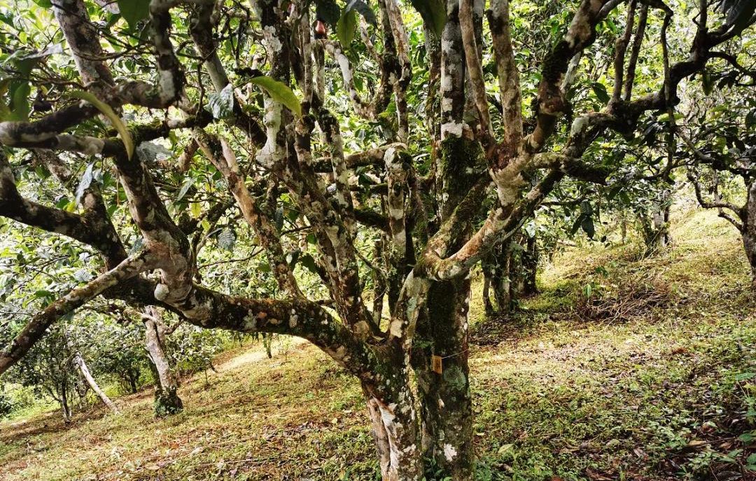 2022年落水洞古樹春茶價(jià)格？