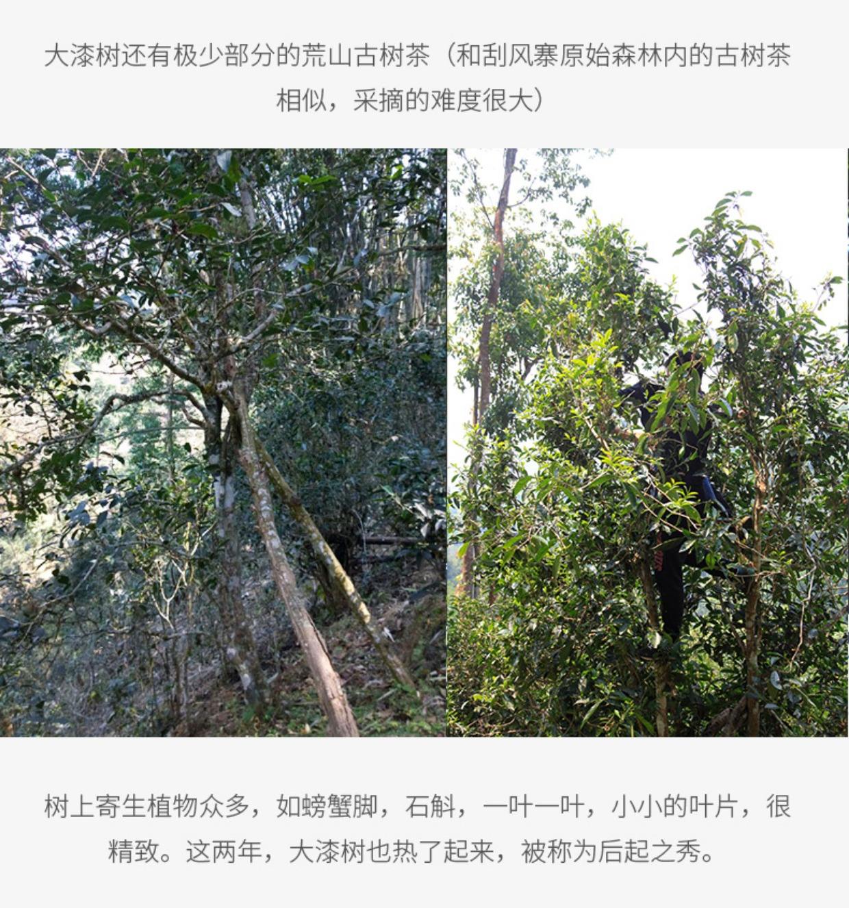 2022年大漆樹古樹春茶多少錢一公斤？