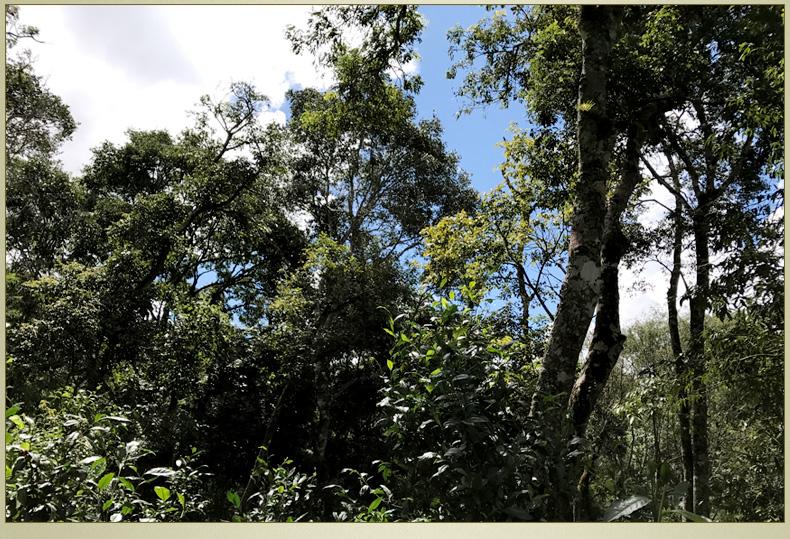 2022年大漆樹(shù)古樹(shù)春茶丨你壓根就喝不到的喉韻，它就有