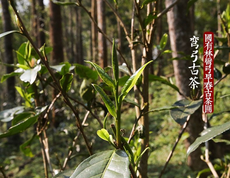 2022年彎弓大寨的古樹春茶為何如此之珍貴？