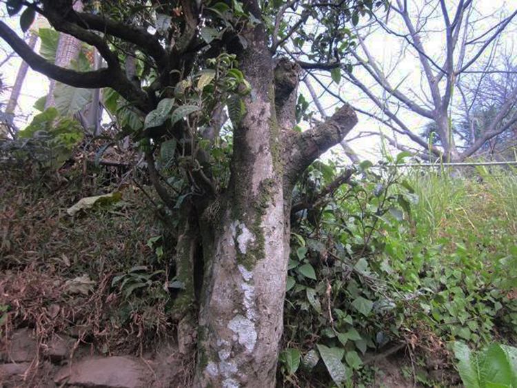 2022年白茶園古樹春茶特點？