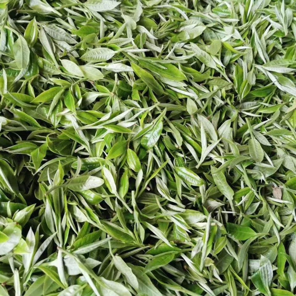 2022年白茶園古樹春茶多少錢一公斤？