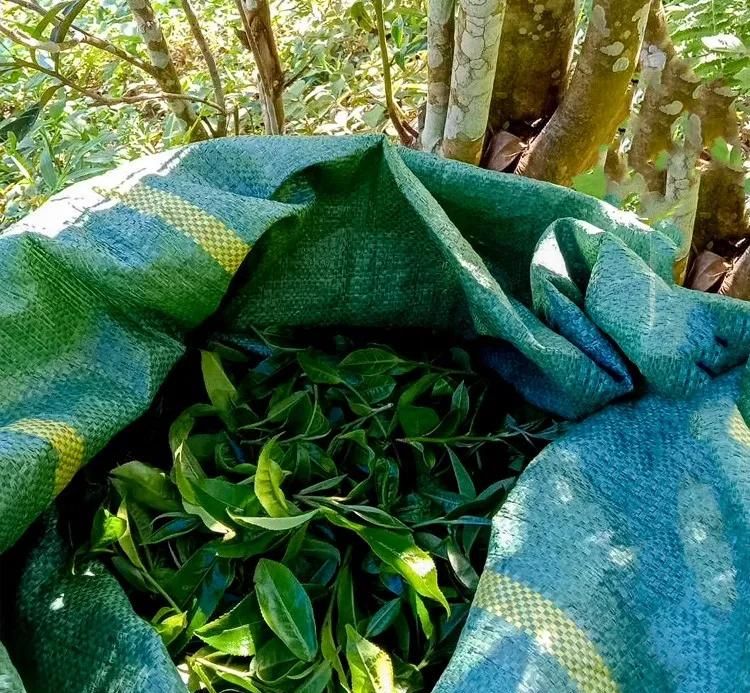 2022年鳳凰窩古樹春茶口感？