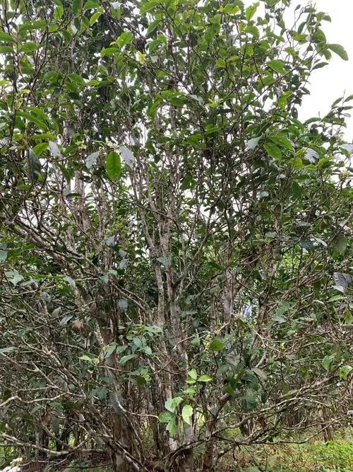 2022年刮風寨茶王茶古樹春茶口感？
