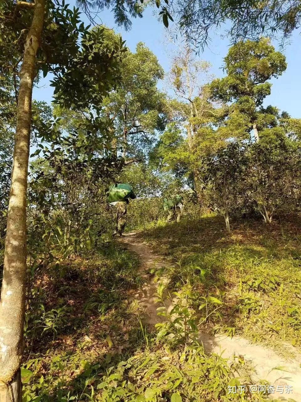 2022年刮風寨茶王樹古樹茶多少錢一公斤？