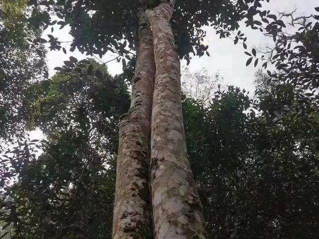 2022年冷水河古樹春茶口感？