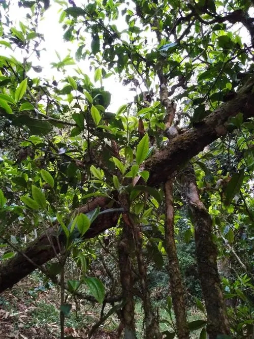 2022年刮風寨超微產區(qū)之冷水河