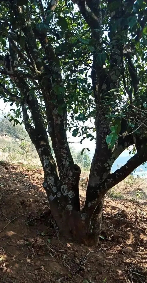 2022年冷水河古樹春茶多少錢一公斤？