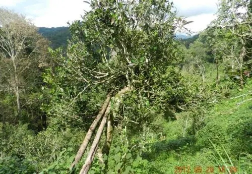 2022白沙河古樹春茶特點？