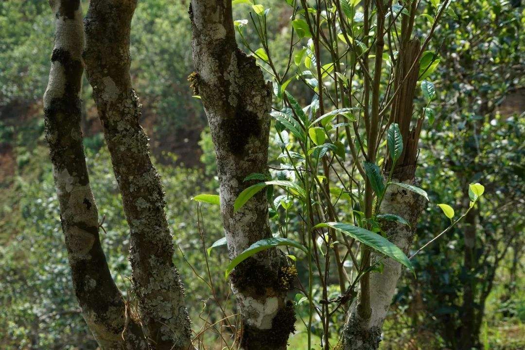 2022年黑水梁子——與你一起，走進茶馬古道的源頭