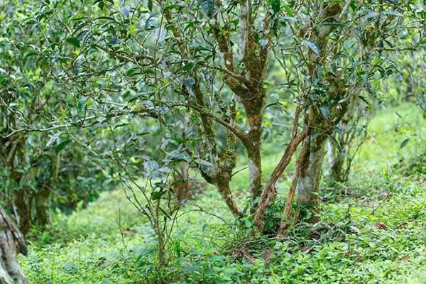 2022年刮風(fēng)寨茶坪古樹春茶口感？