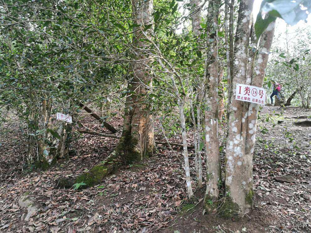 2022年薄荷塘古樹春茶口感？