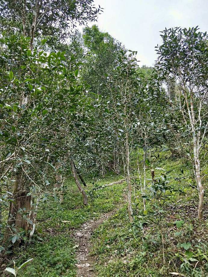 2022年多依樹古樹春茶特點？