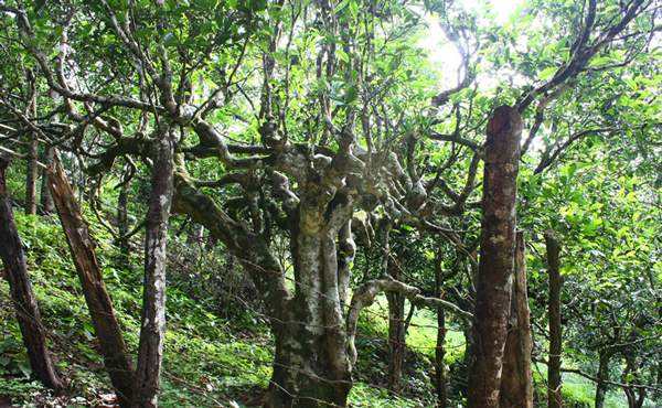 2022年多依樹古樹春茶口感？