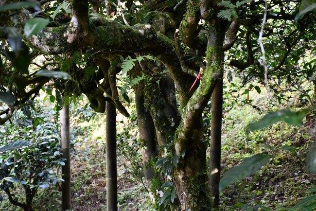 2022年多依樹(shù)古樹(shù)春茶多少錢(qián)一公斤？