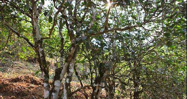 2022年易武張家灣古樹(shù)春茶口感？