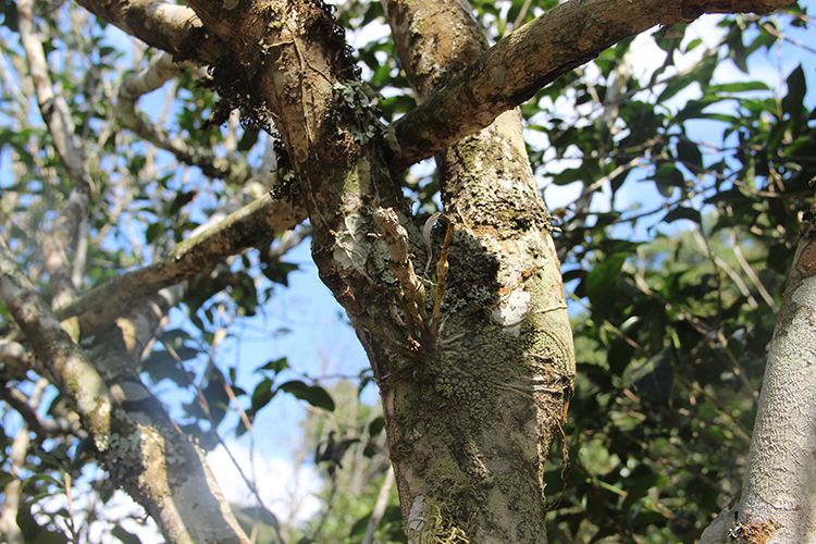 2022年【張家灣】新品介紹 || 香揚甜淳風(fēng)骨在內(nèi)