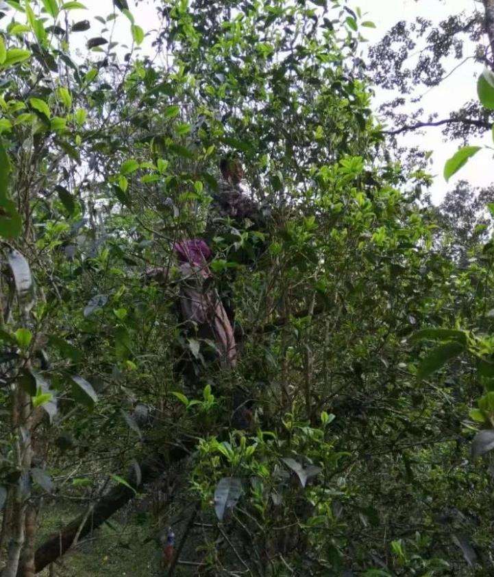 2022年一扇磨古樹春茶特點(diǎn)？