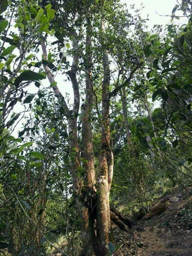 2022年一扇磨古樹(shù)春茶口感？