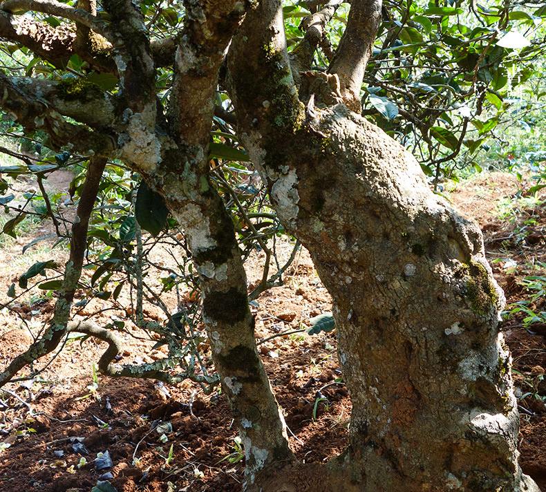 2022年一扇磨山林之息，雨林之味，原始之態(tài)