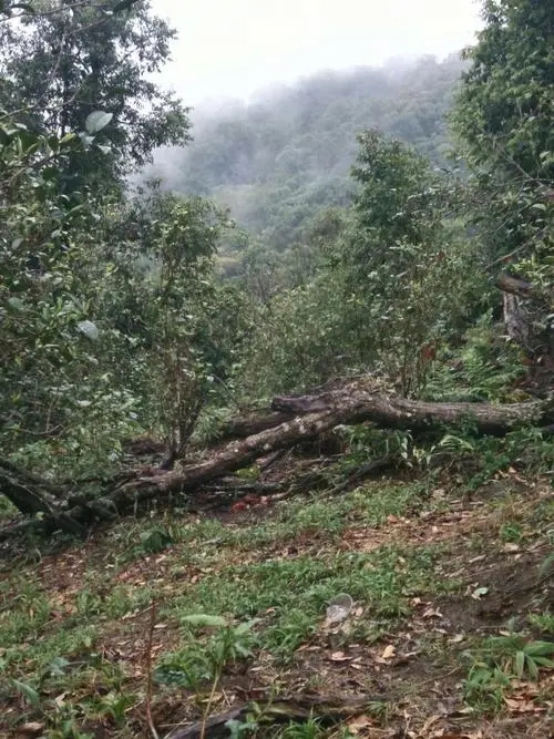 2022年一扇磨古樹春茶價格？