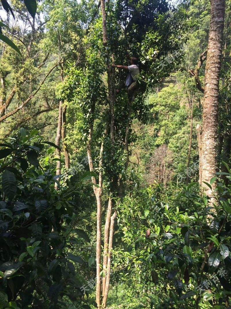 2022年天門山古樹春茶口感？