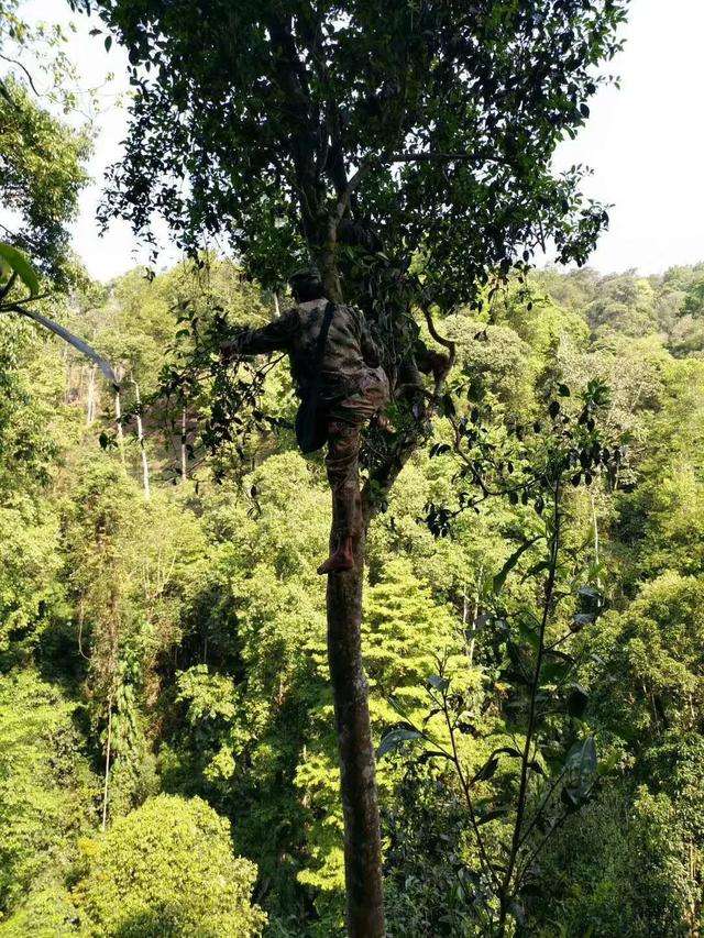 2022年天門山古樹春茶價(jià)格？