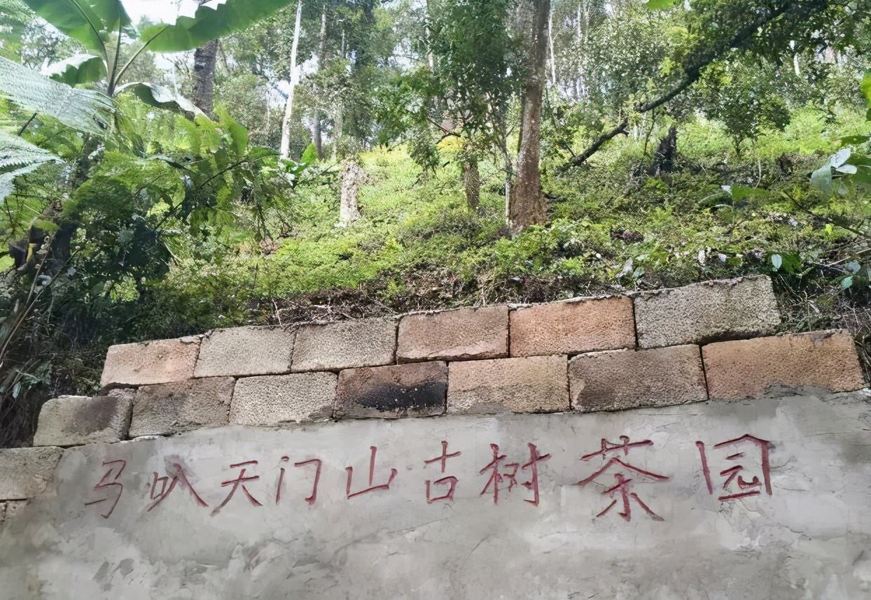 2022年天門山古樹春茶多少錢一公斤？