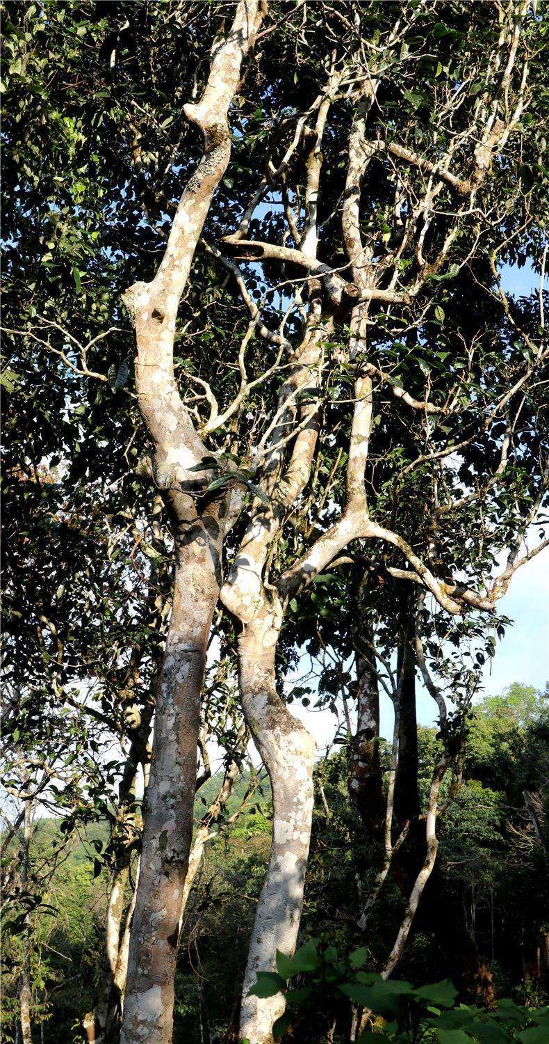 2022年天門山高桿古樹茶，神秘存在的好茶