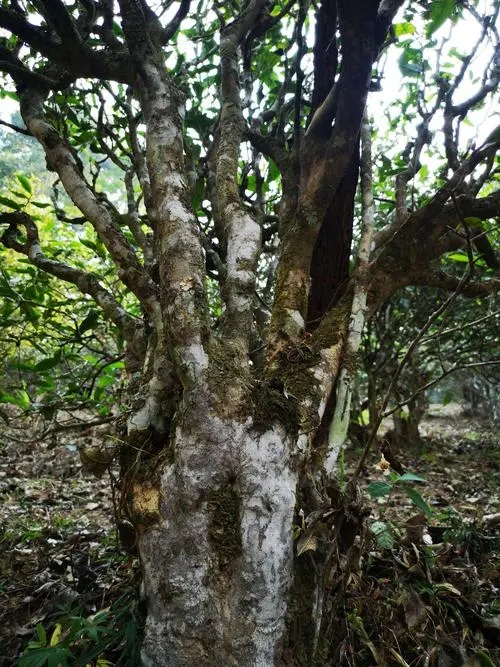 2022年高山寨古樹(shù)春茶價(jià)格？