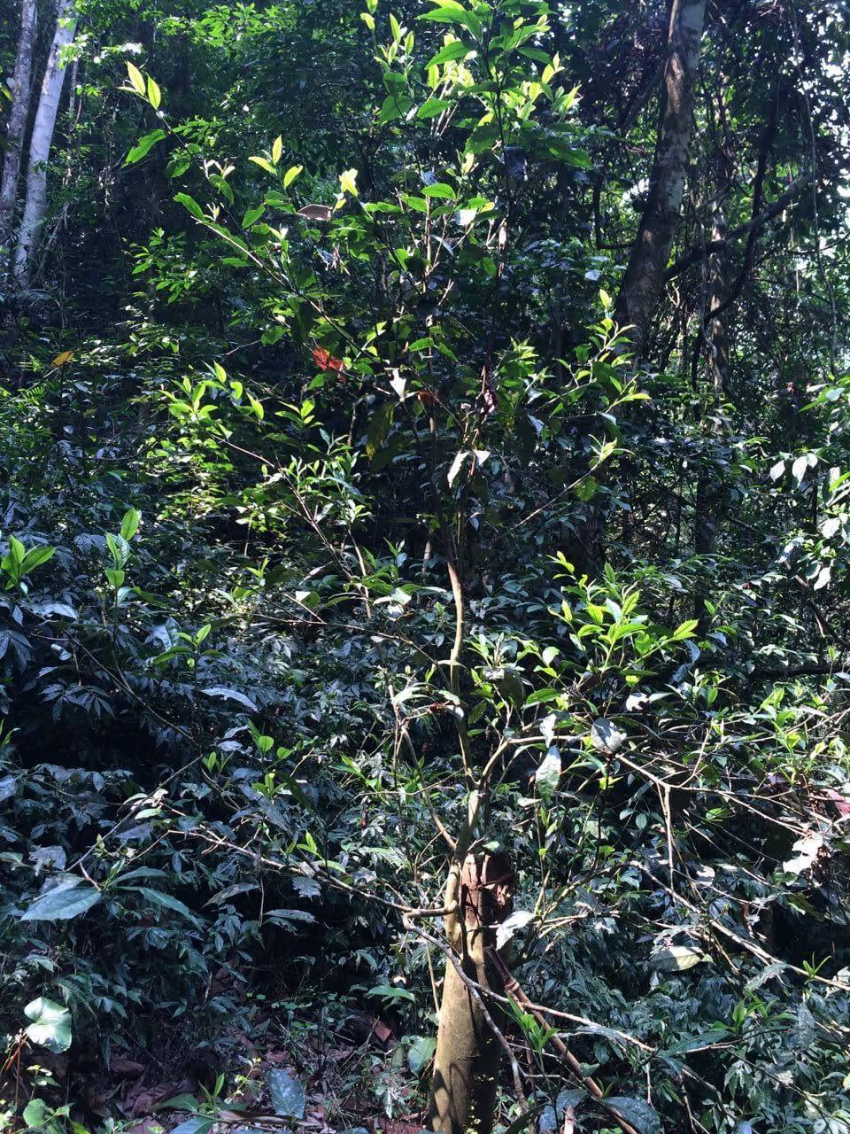 2022年高山寨古樹春茶多少錢一公斤？